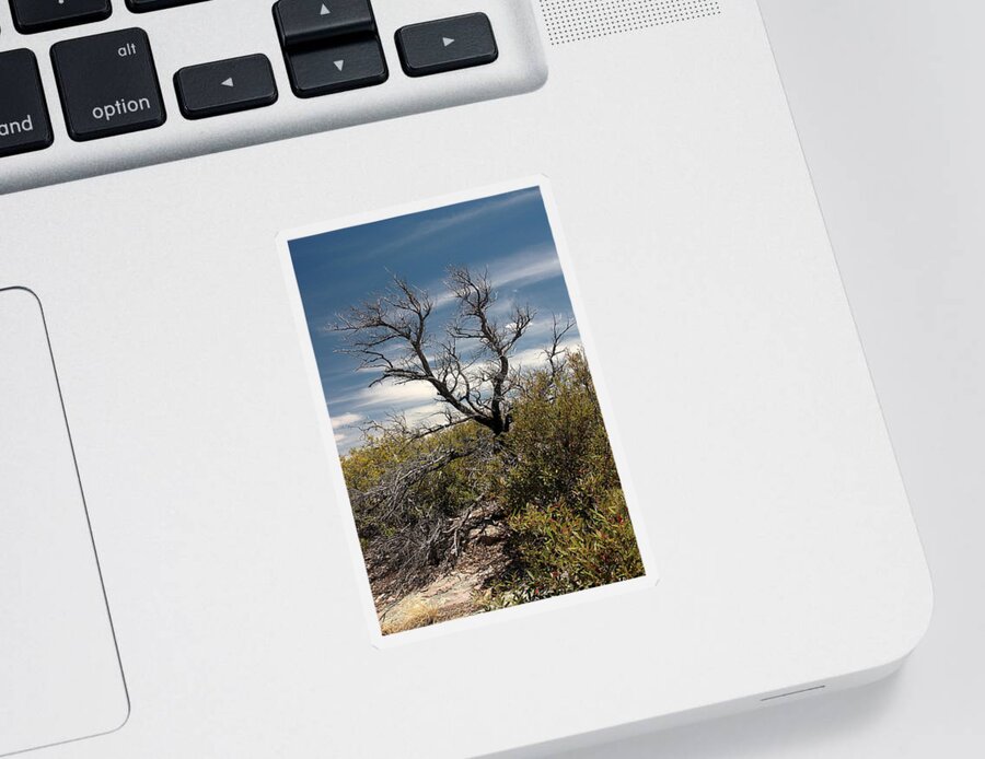 Landscape Sticker featuring the photograph Signs of Life After the Fire by Joe Kozlowski