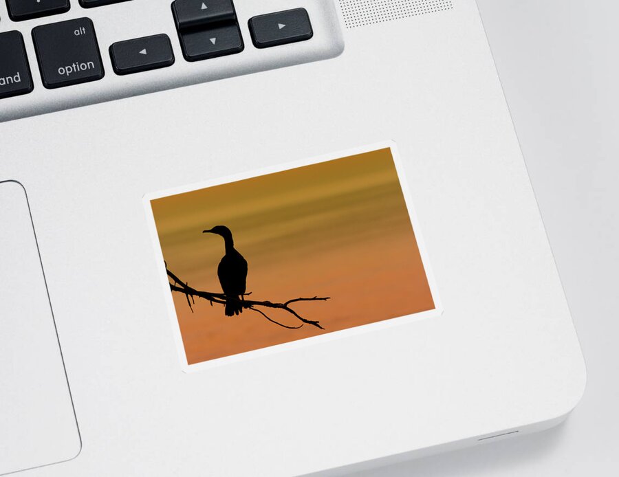 Cormorant Sticker featuring the photograph Silhouette Cormorant by Sebastian Musial