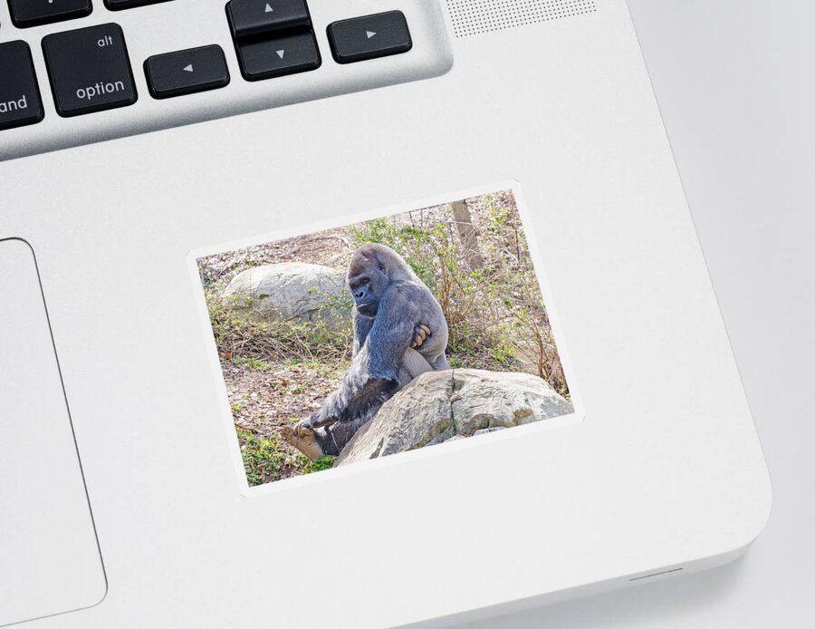Animal Sticker featuring the photograph Silverback Gorilla by Donna Brown