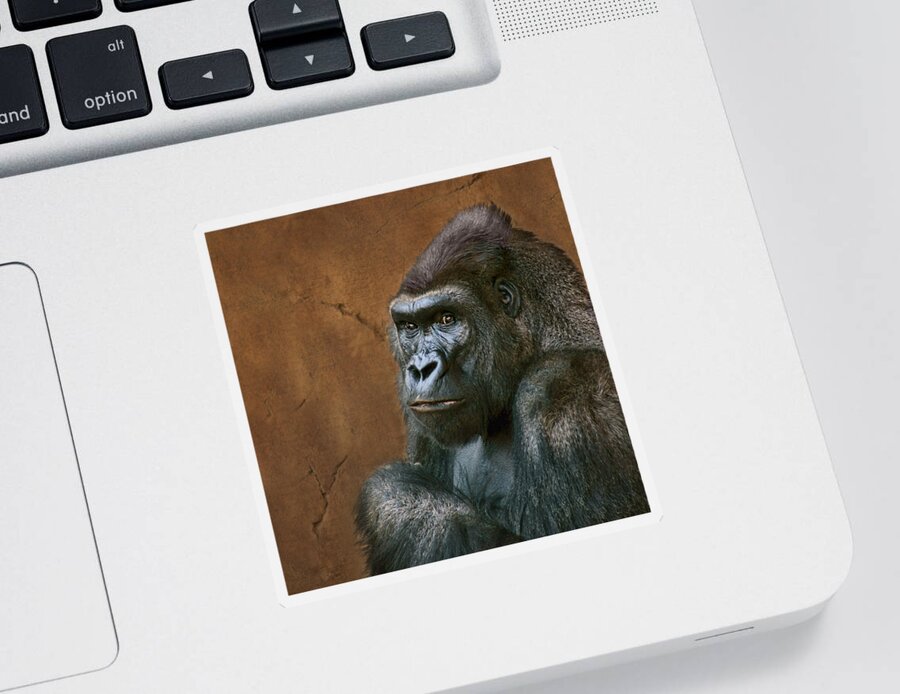 Animals Sticker featuring the photograph Silverback Stare - Gorilla by Nikolyn McDonald