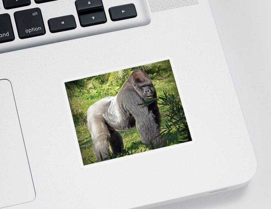 Silverback Sticker featuring the photograph Silverback by Steven Sparks