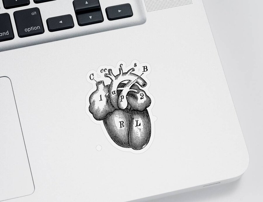 https://render.fineartamerica.com/images/rendered/default/surface/sticker/images/artworkimages/medium/1/simple-human-heart-diagram-vintage-anatomy-prints-transparent.png?&targetx=89&targety=0&imagewidth=822&imageheight=1000&modelwidth=1000&modelheight=1000&backgroundcolor=FBF3DE&stickerbackgroundcolor=transparent&orientation=0&producttype=sticker-3-3&v=8