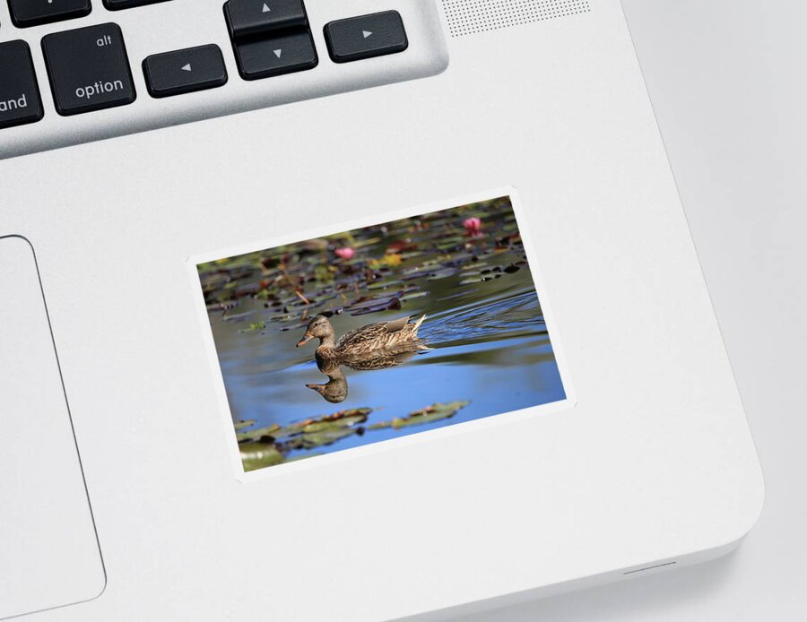 Simplicity In Nature Sticker featuring the photograph Simplicity in Nature by Lynn Hopwood