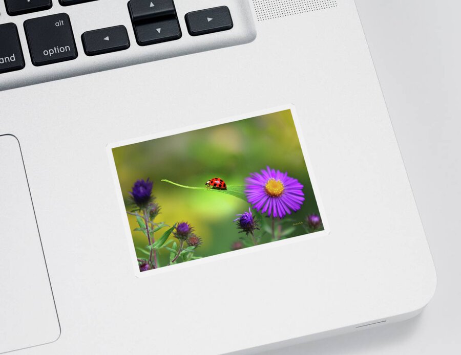 Ladybug Sticker featuring the photograph Single In Search by Christina Rollo