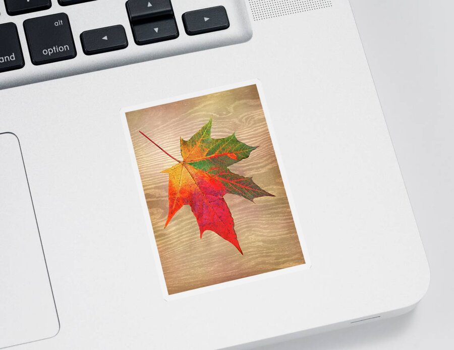 Single Autumn Leaf Sticker featuring the photograph Single Leaf Shades Of Autumn by Gill Billington