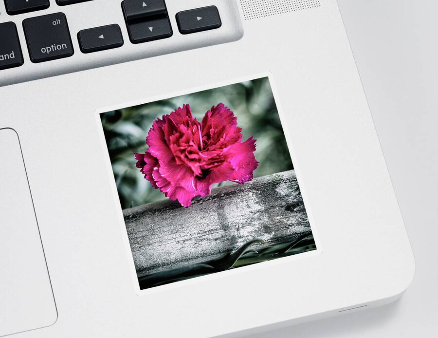 Rose Sticker featuring the photograph Singled Out by Scott Wyatt