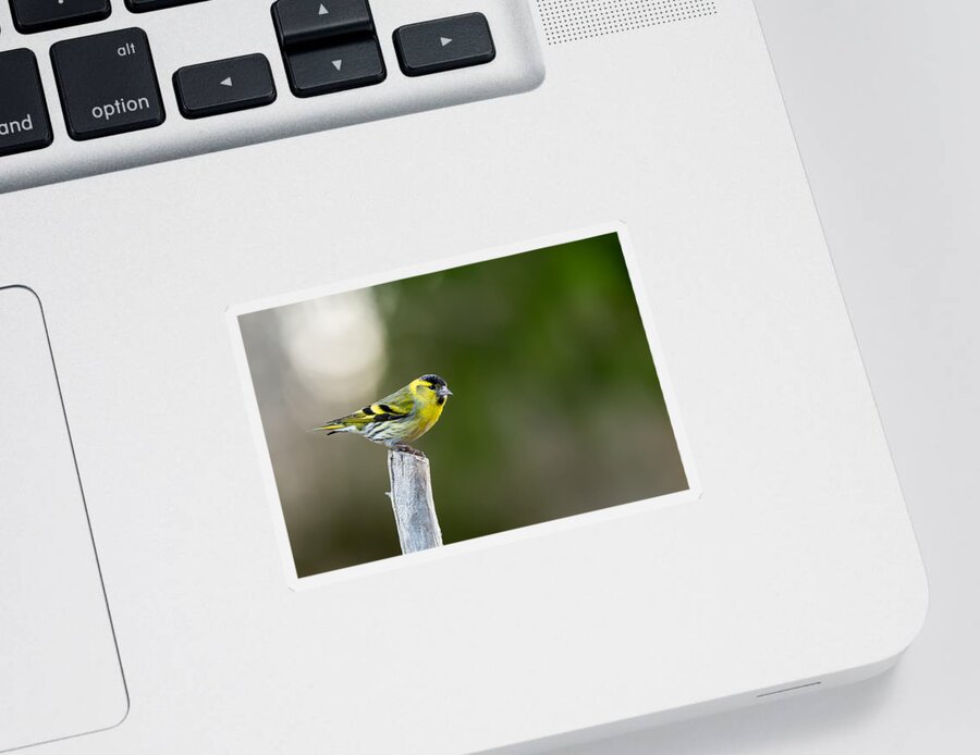 Siskin On Top Sticker featuring the photograph Siskin on top by Torbjorn Swenelius