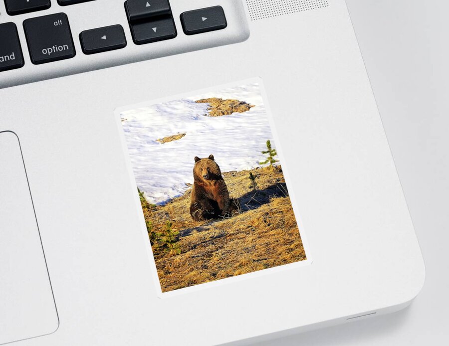 Grizzly Bear Sticker featuring the photograph Sit Up And Take Notice by Greg Norrell