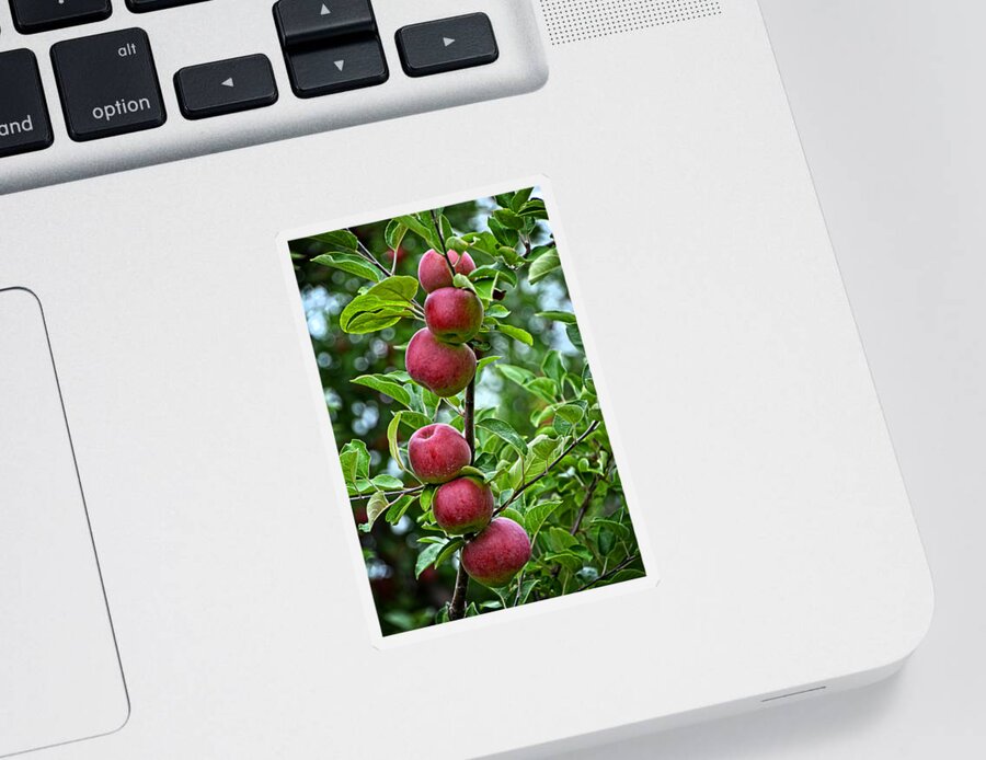 6 Sticker featuring the photograph Six Apples by Mike Martin