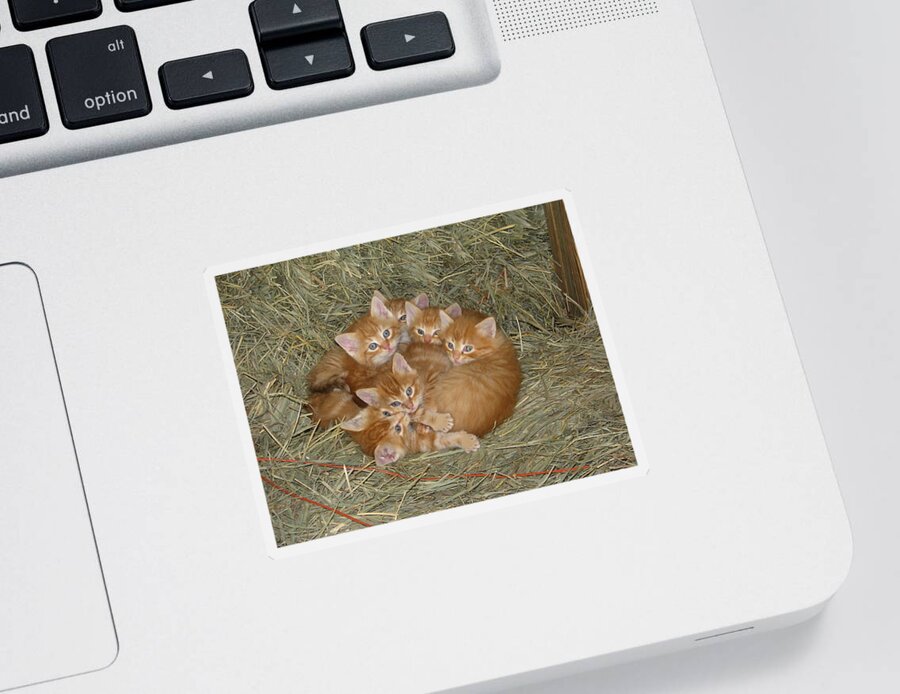 Kittens Sticker featuring the photograph Six Kittens by Keith Stokes