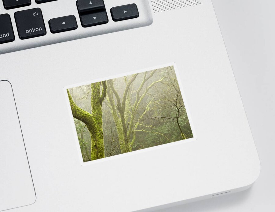 Fog Sticker featuring the photograph SKN 3726 Fog and Moss by Sunil Kapadia