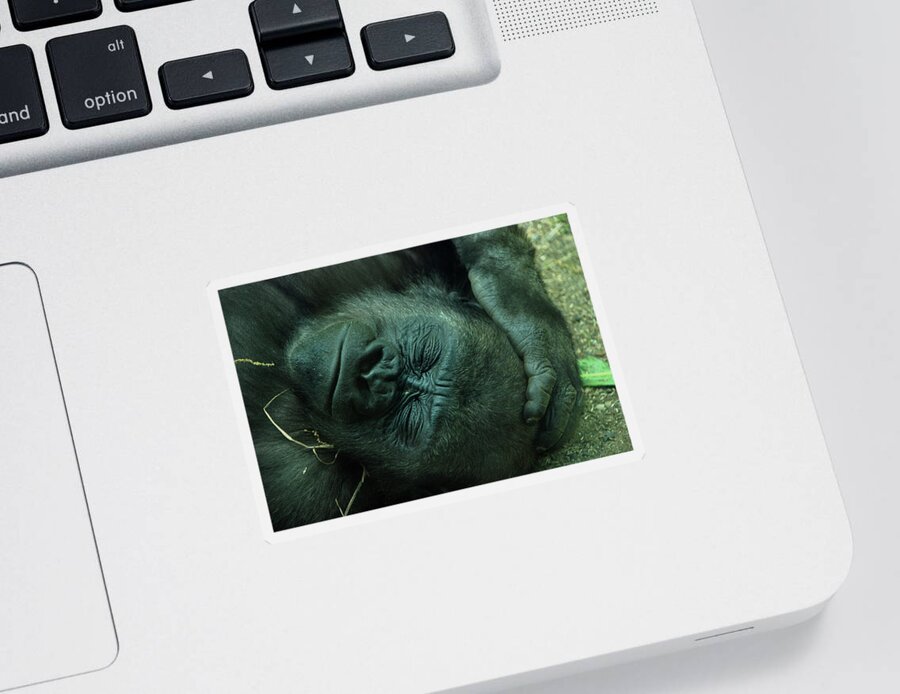 Gorilla Sticker featuring the photograph Sleep tight by Richard Bryce and Family