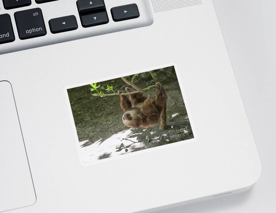 Two Sticker featuring the photograph Sloth in tree by Patricia Hofmeester