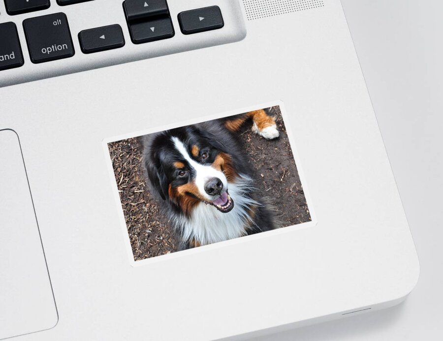 Outside Sticker featuring the photograph Smiling Bernese Mountain Dog by Pelo Blanco Photo