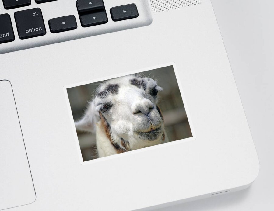 Llama Sticker featuring the photograph Smug Llama by Kenneth Albin