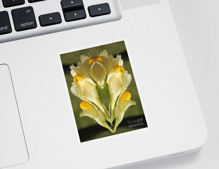 Flower Sticker featuring the photograph Snappy Bouquet by Christina Verdgeline