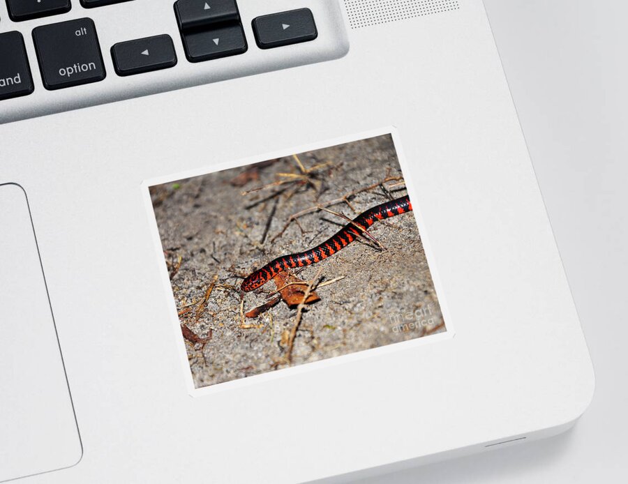 Snake Sticker featuring the photograph Snazzy Snake by Al Powell Photography USA