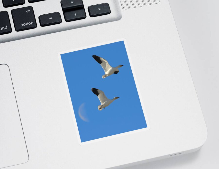 Geese Sticker featuring the photograph Snow Geese Moon by Gary Beeler
