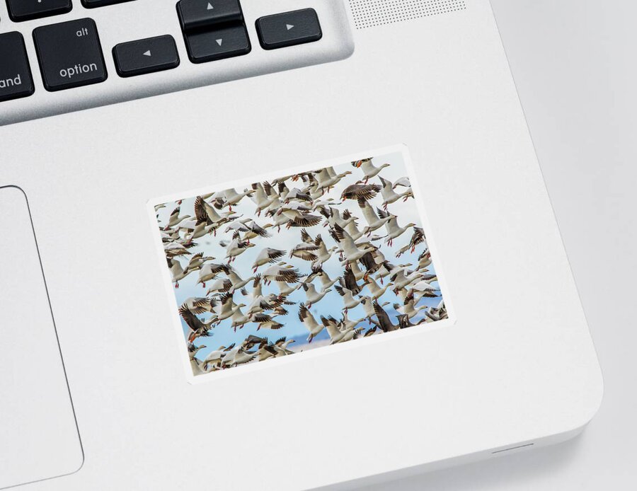 California Sticker featuring the photograph Snow Geese Take Off by Marc Crumpler