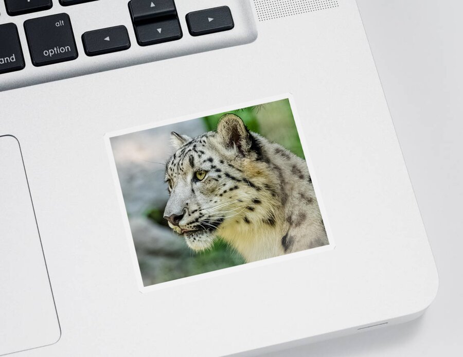 Snow Leopard Sticker featuring the photograph Snow Leopard Portrait by Yeates Photography