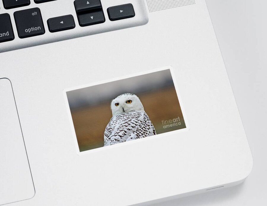Snow Sticker featuring the photograph Snow Owl Strare by Erick Schmidt