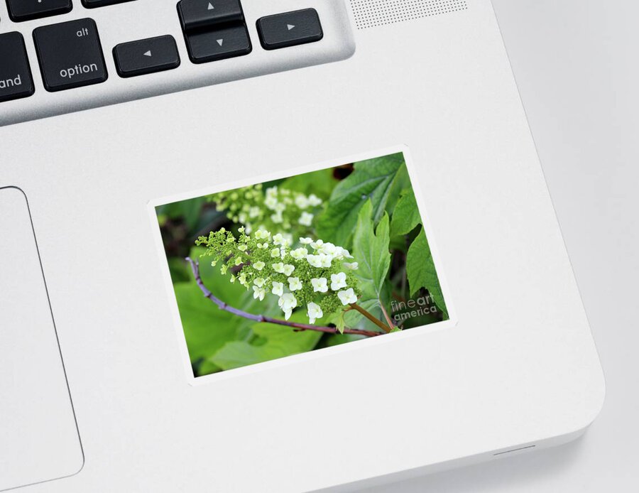 Quercifolia Sticker featuring the photograph Snow Queen Hydrangea by Karen Adams