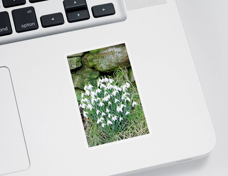 Flowers Sticker featuring the photograph Snowdrops by the Wall by Rod Johnson