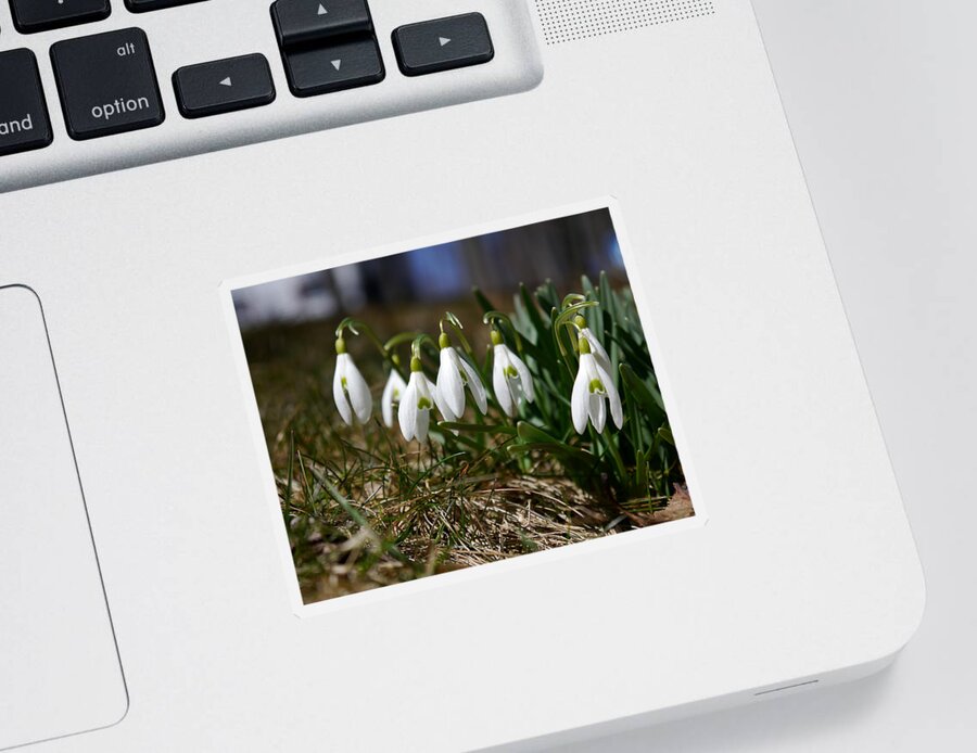 Richard Reeve Sticker featuring the photograph Snowdrops I by Richard Reeve