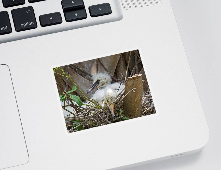 Wildlife Sticker featuring the photograph Snowy Egret Chick Family by Kenneth Albin