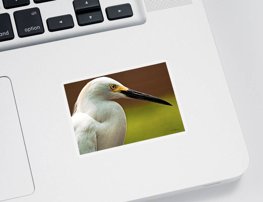 Egret Sticker featuring the photograph Snowy Egret by Christopher Holmes