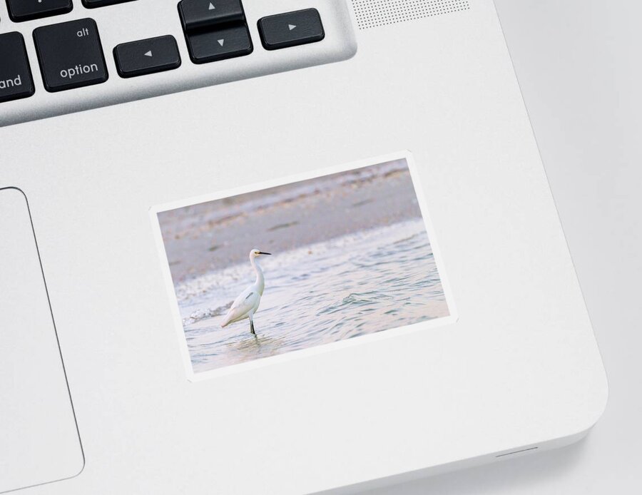 Florida Sticker featuring the photograph Snowy Egret in sunset light by Framing Places