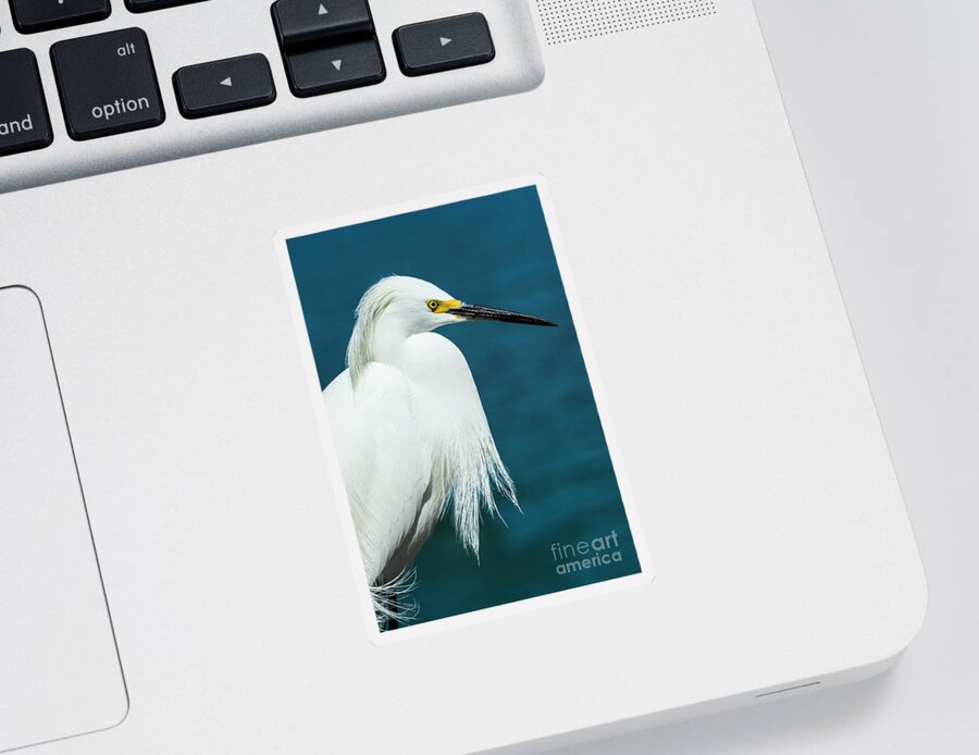 Aquatic Sticker featuring the mixed media Snowy Egret Portrait by Stefano Senise