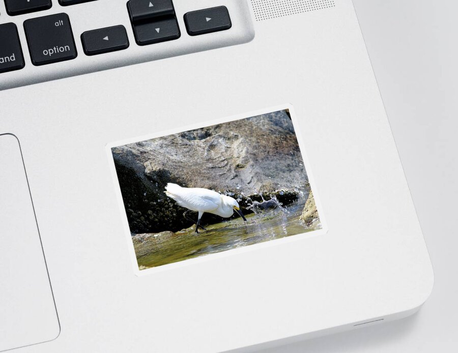Snowy Egret Sticker featuring the photograph Snowy Egrets Splash by Carol Montoya