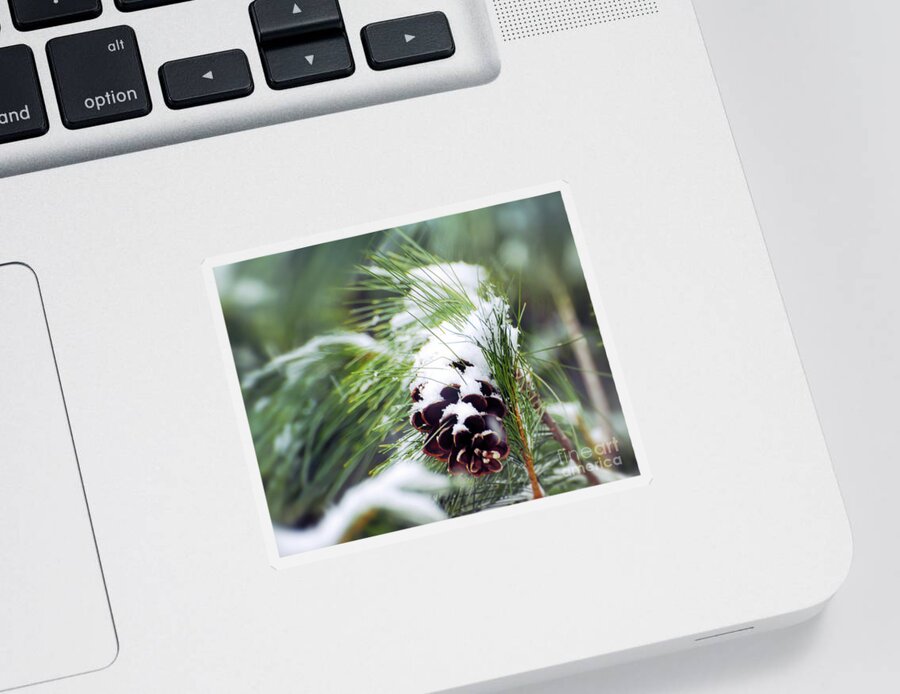 Pine Cone Sticker featuring the photograph Snowy Pine Cone by Kerri Farley