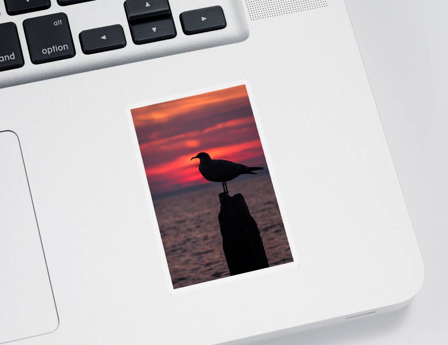 Terry D Photography Sticker featuring the photograph So Tired Seagull Seaside Park NJ by Terry DeLuco