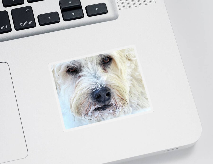 Soft-coated Wheaten Terrier Sticker featuring the photograph Soft-coated Wheaten Terrier Eating Snow by Linda Stern