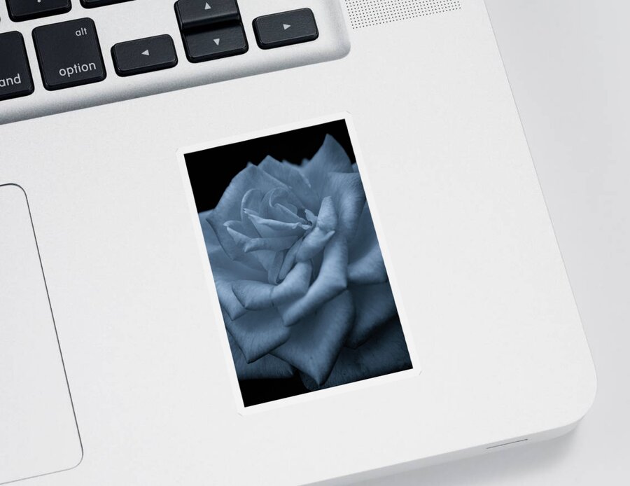 Soft Sticker featuring the photograph Soft Rose 4691 BW_2 by Steven Ward