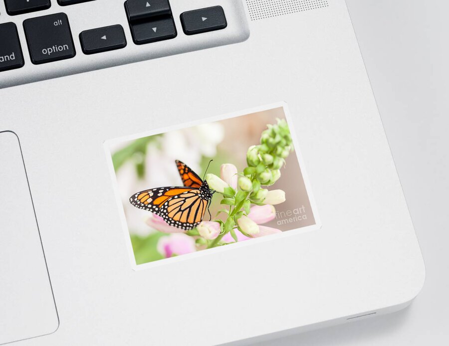 Monarch Butterfly Sticker featuring the photograph Soft Spring Butterfly by Ana V Ramirez