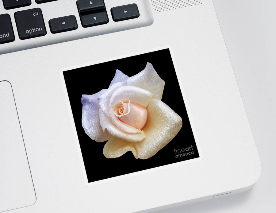 Lovely White Dew Drop Rose Sticker featuring the photograph Soft Sweet Rain Drops On White Rose Blossom by Jerry Cowart