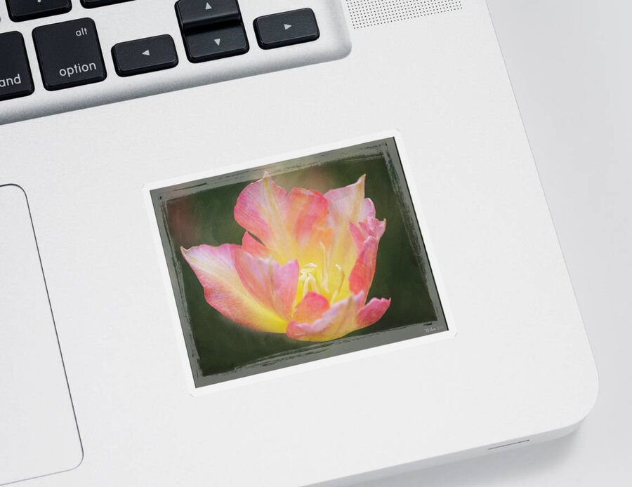 Tulip Sticker featuring the photograph Soft Tulip Glow by Teresa Wilson