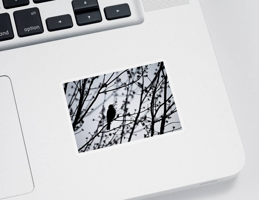 Terry D Photography Sticker featuring the photograph Song Bird Silhouette by Terry DeLuco