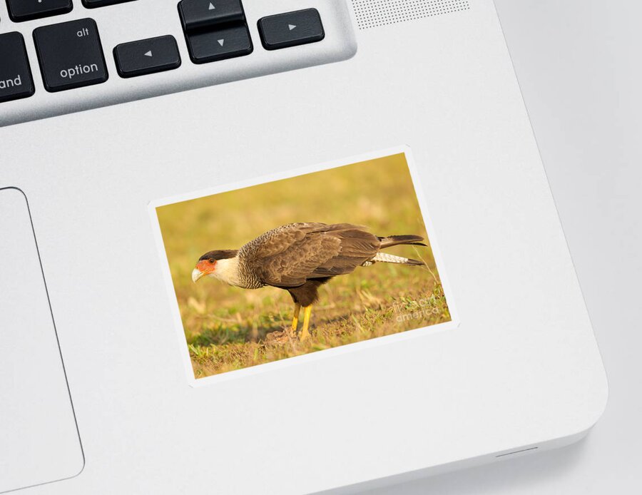 Bird Of Prey Sticker featuring the photograph Southern Caracara by B.G. Thomson