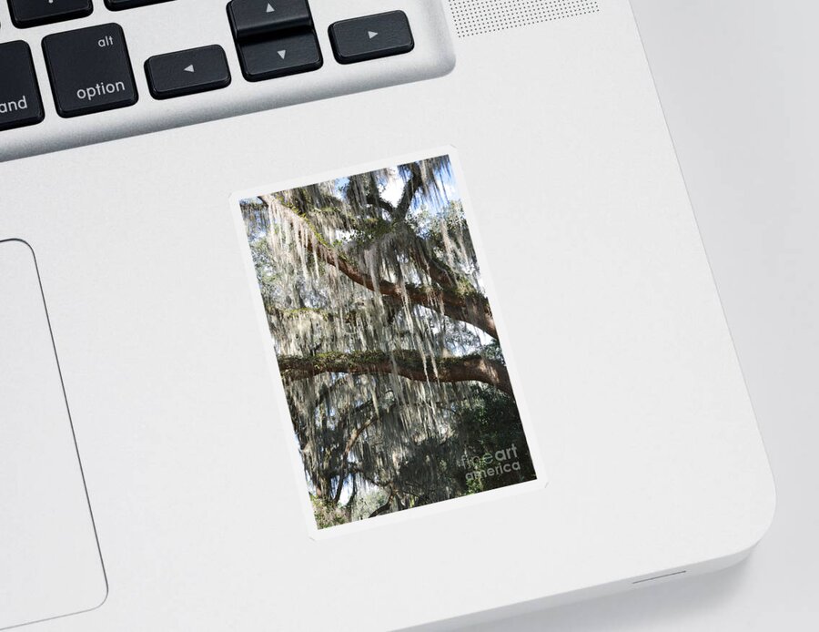 Spanish Moss Sticker featuring the photograph Southern Lace by Carol Groenen