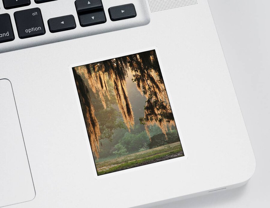 Spanish Moss Sticker featuring the photograph Spanish Moss in the Morning by Robert Meanor