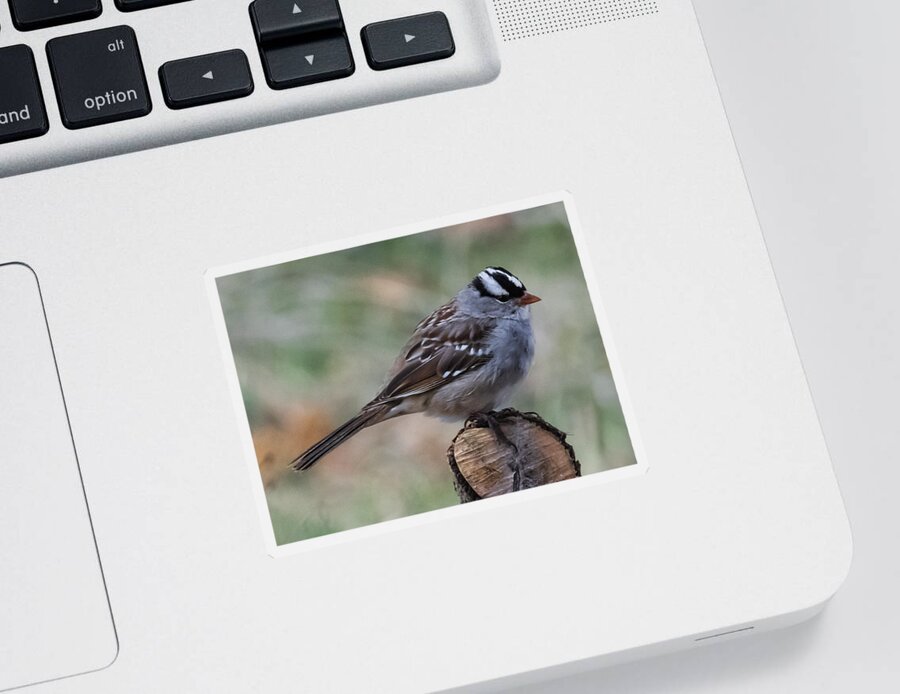 Jan Holden Sticker featuring the photograph Sparrow   by Holden The Moment