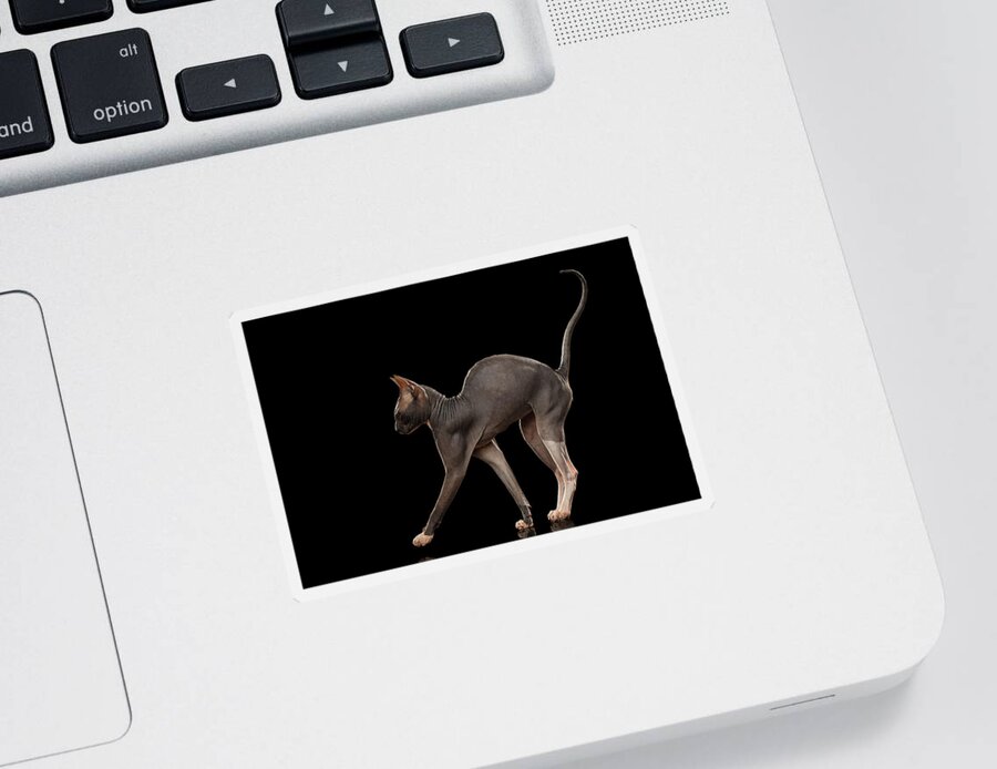 Cat Sticker featuring the photograph Sphynx Cat Funny Standing Isolated on Black Mirror by Sergey Taran