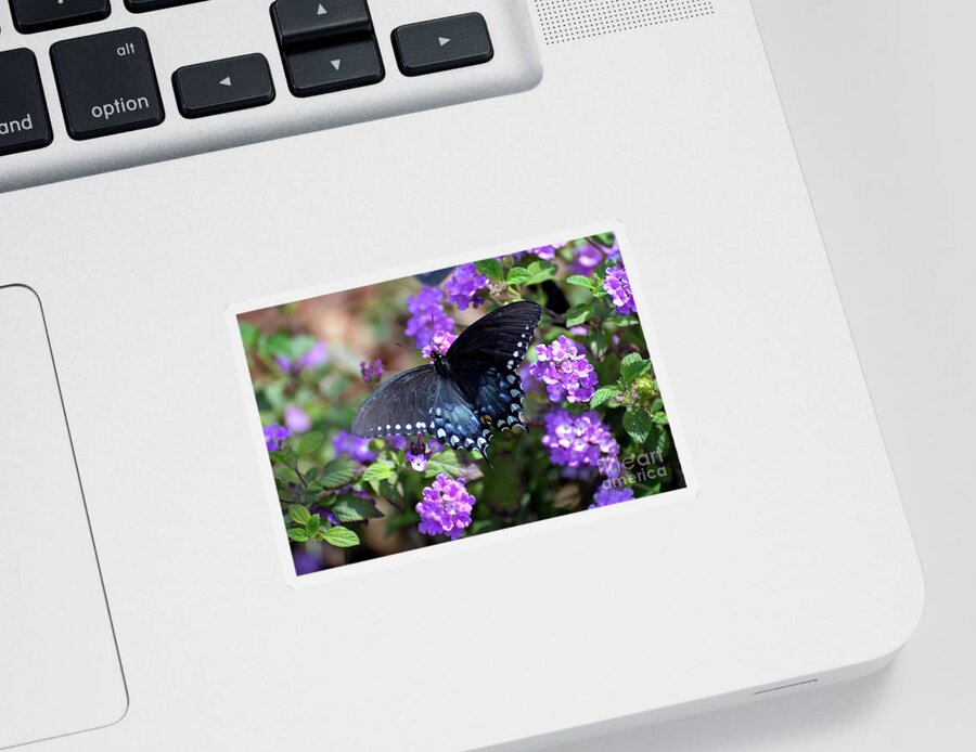 Denise Bruchman Sticker featuring the photograph Spicebush Swallowtail Butterfly II by Denise Bruchman