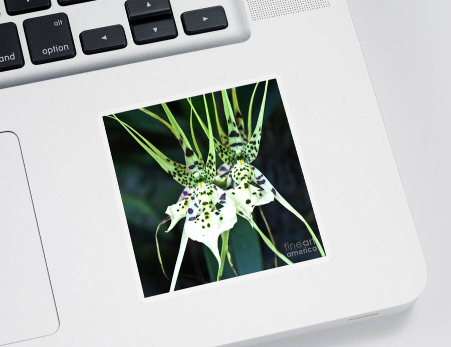 Orchid Sticker featuring the photograph Spider Orchid Brassia by Heiko Koehrer-Wagner