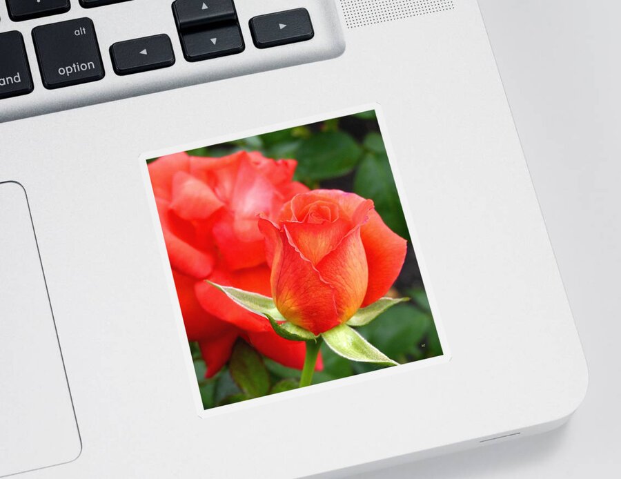Floral Sticker featuring the photograph Splendid Tropicana Roses by Will Borden