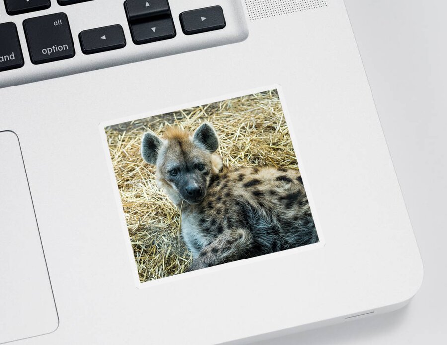 Australia Sticker featuring the photograph Spotted Hyena by Steven Ralser